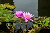 _MG_5472 Water Lily